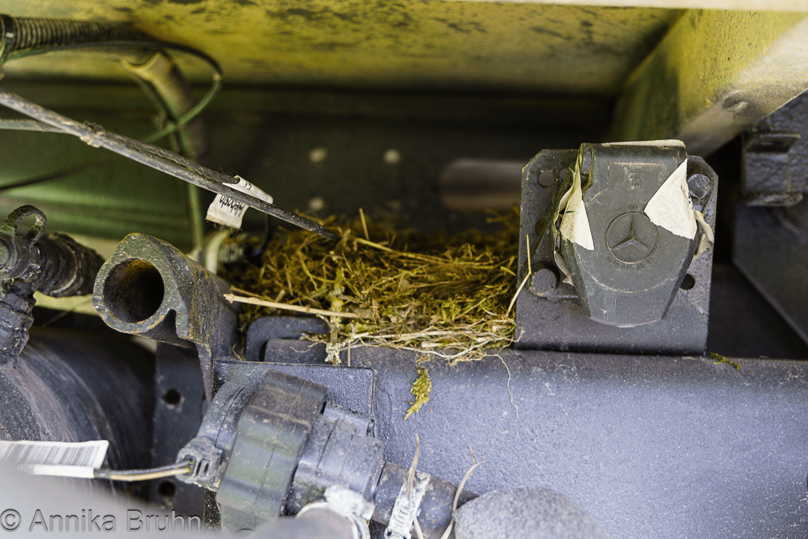 Untermieter Nest